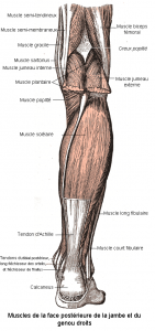 rameur - Muscles_de_la_face_postérieure_de_la_jambe_et_du_genou