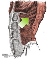 abdominaux grâce aux rameur