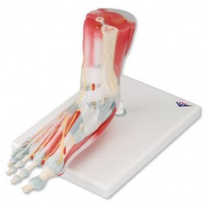 modele-de-squelette-du-pied-avec-ligaments-et-muscles-m34_1