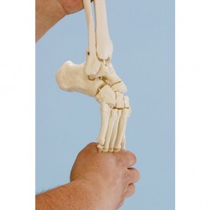 squelette-de-pied-avec-insertions-du-tibia-et-de-la-fibula_-flexible-erler-zimmer