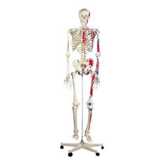 Esqueleto humano Max