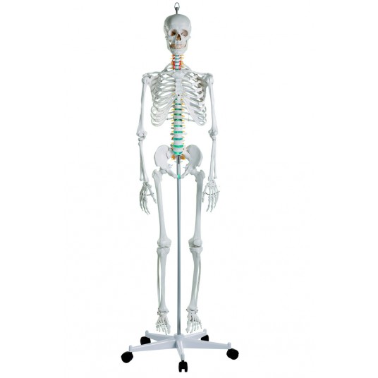squelette humain oscar