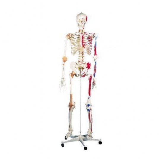 Esqueleto humano de lujo Sam