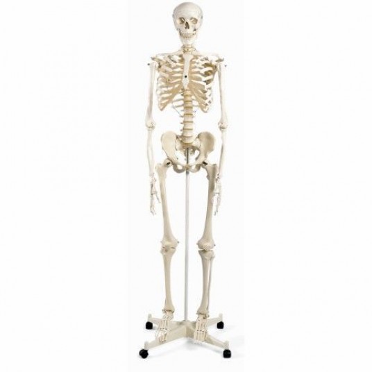 Esqueleto humano Stan