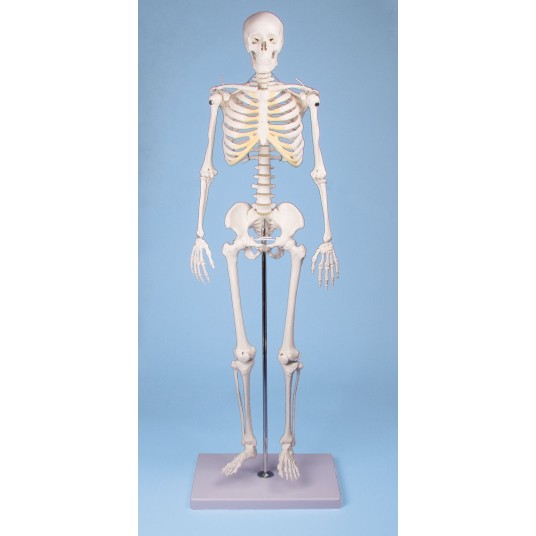 squelette humain TOM