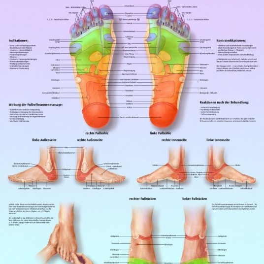 planche anatomique reflexologie
