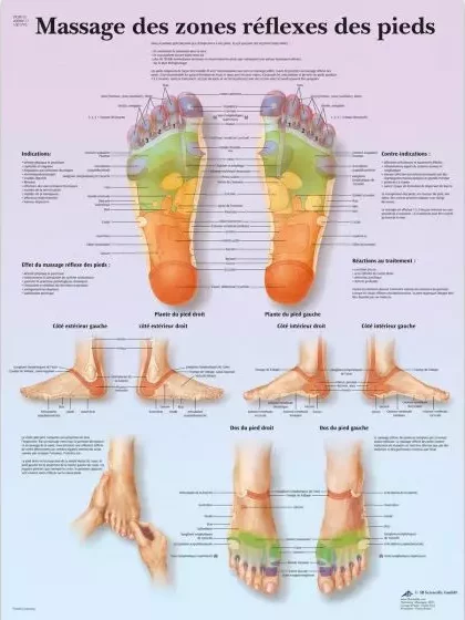 planche anatomique reflexologie