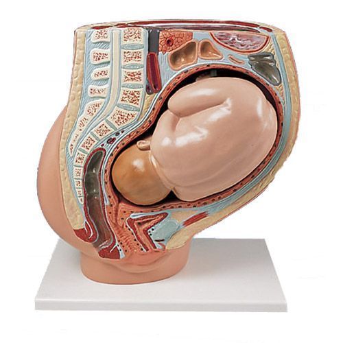 Modèle d'accouchement du bassin féminin, mini modèle de bassin