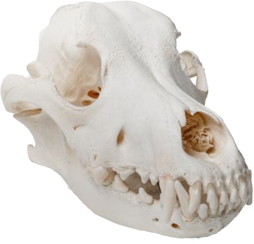 Os du crâne chien : Anatomie détaillée et fascinante () Os du crâne chien : Anatomie détaillée et fascinante
