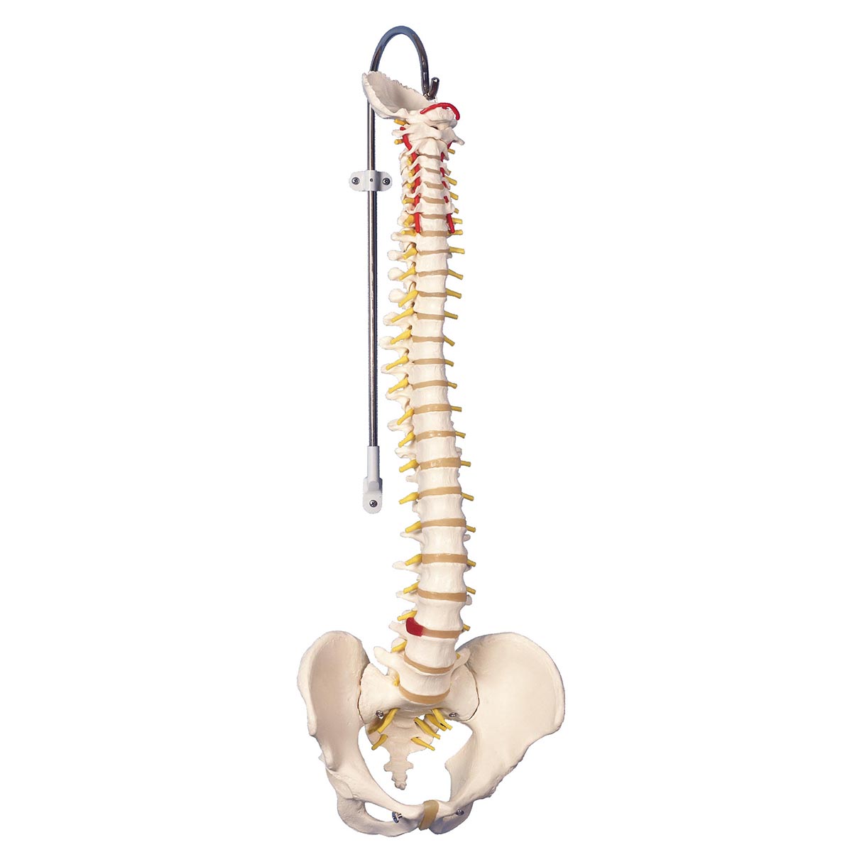 Porte-clés Colonne Vertébrale Humaine MAJORMENCH - Modèle Anatomie, Plastique - Étude Médecine, Cadeau Original