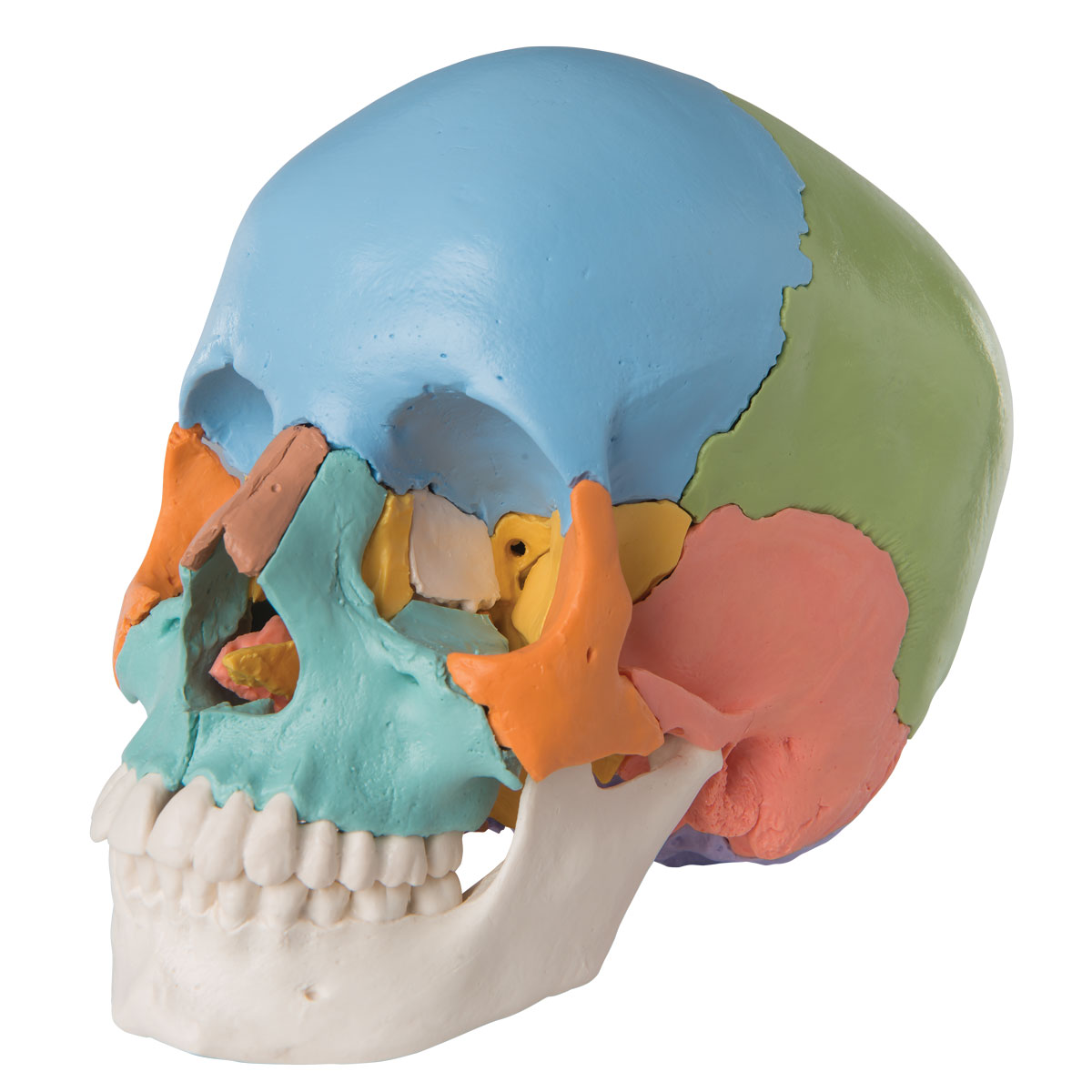 Crâne humain - Sciences naturelles - Pensées Montessori