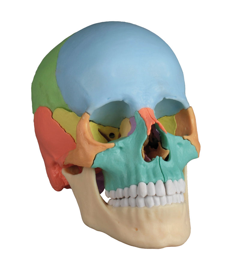Crâne articulé didactique 22 pièces R4708 Erler Zimmer à 279,00 €