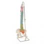 Colonne vertébrale flexible didactique + moignons de fémur A58/9