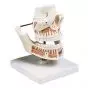 Modèle de Dentition adulte VE281 de 3B Scientific