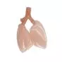 Simulateur d'intubation Ambu