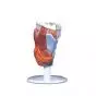 Larynx, en 2 parties G22