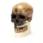 Homo sapiens sapiens - Cro-Magnon VP752/1