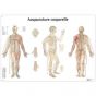 Planche anatomique d'acupuncture corporelle VR2820L