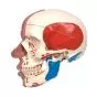 Crâne avec muscles faciaux