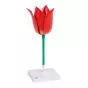 Modèle de Tulipe (Tulipa gesneriana) 3B Scientific T210101