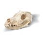 Crâne de chien (Canis domesticus) T30021