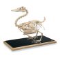 Squelette de canard  (Anas platyrhynchos) T30035