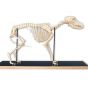 Squelette de chien (Canis domesticus) T30040