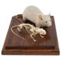 Squelette de souris et souris naturalisée T31001