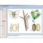 CD-ROM Le monde des papillons 3B Scientific W13537