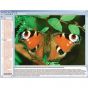 CD-ROM Le monde des papillons 3B Scientific W13537