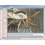 CD-ROM Le monde des papillons 3B Scientific W13537