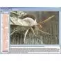 CD-ROM Le monde des papillons 3B Scientific W13537