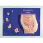 Kit d’enseignement : fœtus de 4 mois 3B Scientific W40216