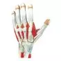 Modèle d'anatomie de la main, 3 parties Erler Zimmer