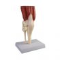 modèle Articulation du genou humain grandeur nature avec des muscles Erler Zimmer 4662