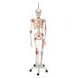 Squelette de luxe Sam, sur support suspendu A13/1