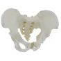 Bassin de femme avec sacrum démontable Mediprem