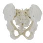 Bassin de femme avec sacrum démontable Mediprem