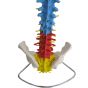 Colonne vertébrale avec bassin flexible version didactique Mediprem
