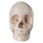 Crâne articulé - version anatomique, 22 pièces A290