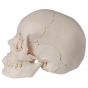 Crâne articulé - version anatomique, 22 pièces A290