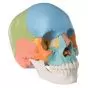 Crâne articulé - version didactique, 22 pièces A291
