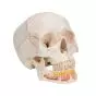 Crâne classique avec mandibule ouverte, en 3 parties A22