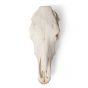 Crâne de bœuf (Bos taurus), sans cornes, prêparation en os naturels