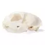 Crâne de chat (Felis catus) T30020