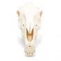 Crâne de cheval (Equus ferus caballus), modèle préparé T30017