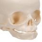 Crâne de fœtus A26 3B Scientific