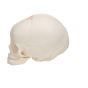 Crâne de fœtus, sans support A25
