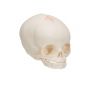 Crâne de fœtus, sans support A25