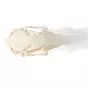 Crâne de lapin T300191 1020987